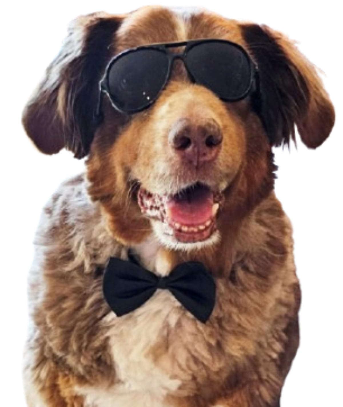 C12 Dog Pet Costume Set Retro Sunglasses + Bow Tie Adjustable for Medium Breed Approximatley 18-40 lbs Party Prop Cosplay Photoshoot (Black Aviator +