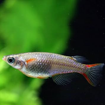 Amazon 熱帯魚 オリジアス ウォウォラエ 1ペア 生体 観賞魚 水中生物 通販 Amazon 熱帯魚 オリジアス ウォウォラエ 1ペア 生体 観賞魚 水中生物 通販