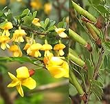 Caragana korshinskii (Korshinsk Peashrub, Korshinsk Pea Shrub) Tree Seeds, Bright Yellow Flowers in Pea-Like Shape, Seeds by MySeeds.Co, You Choose The Amount (1/2 LB)
