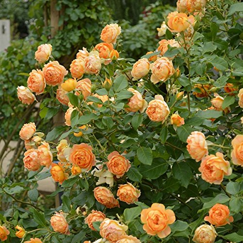 PFL パニーニ 引退 バラ売り パニーニフットボールリーグ引退品 55枚 - メルカリ