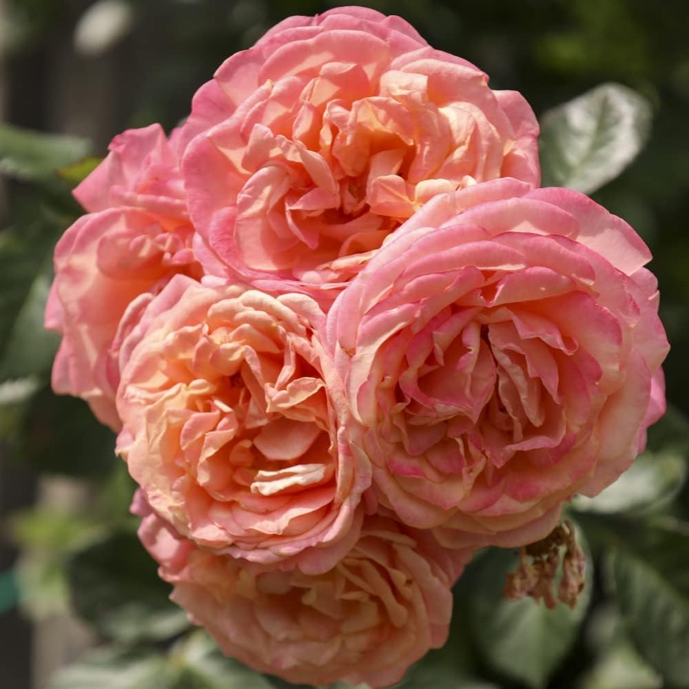 Climbing Rose Bare Root ‘Peach Melba’ Fragrant Apricot-Peach Double ...