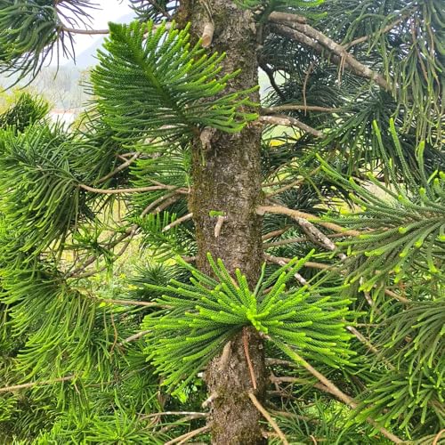 Spruce Tree Seeds, Cold‑Hardy Tree, Winter Interest, Year‑Round Greenery, Garden Structure 50pcs