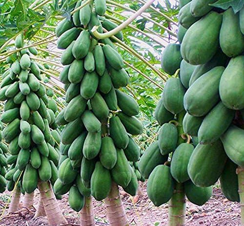 8Pcs Home Garden Maradol Papaya Seeds Vegetable Fruit Tree Plants Seeds Outdoor