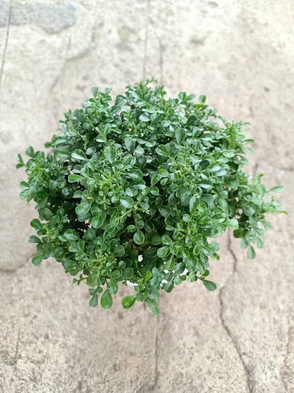 Orange Jasmine Kamini Garden Glow White Bloom Shrub (1 Healthy Live Plant)