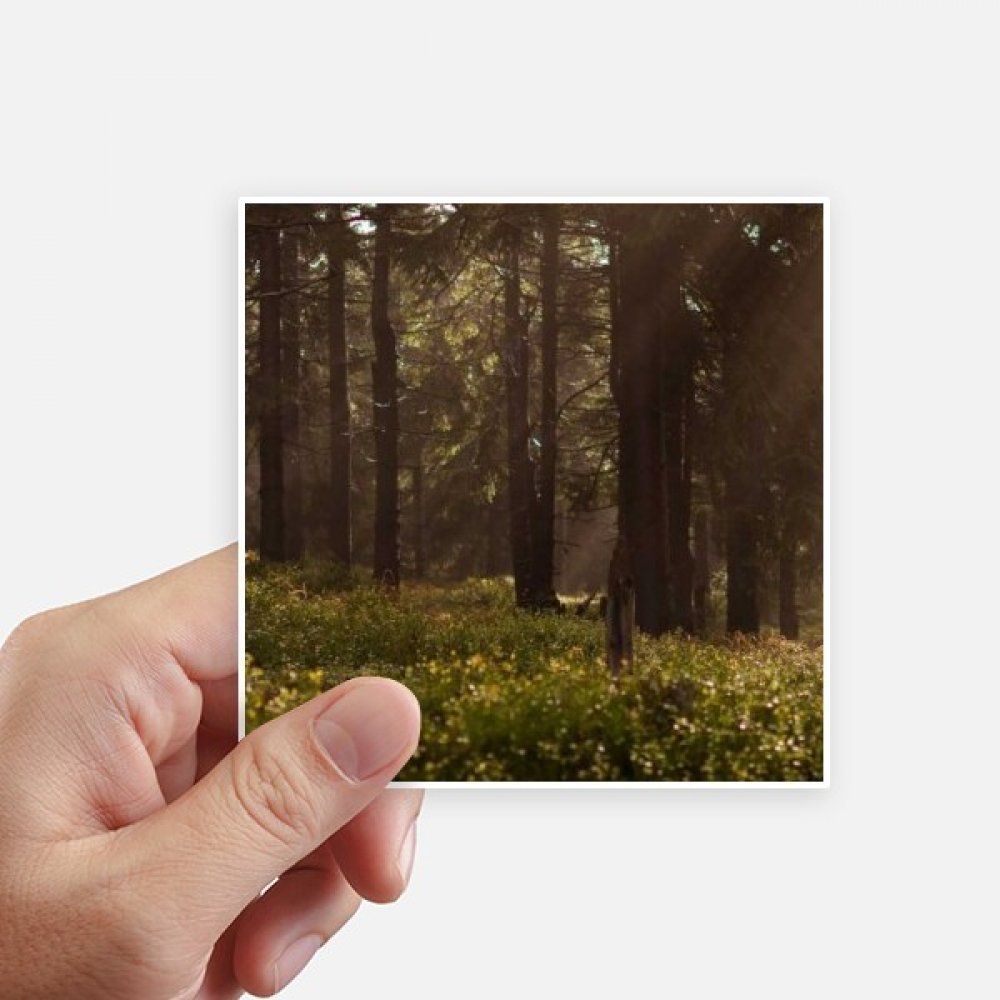 Sticker forêt sciences forestières anti-rayures pour mur et valise