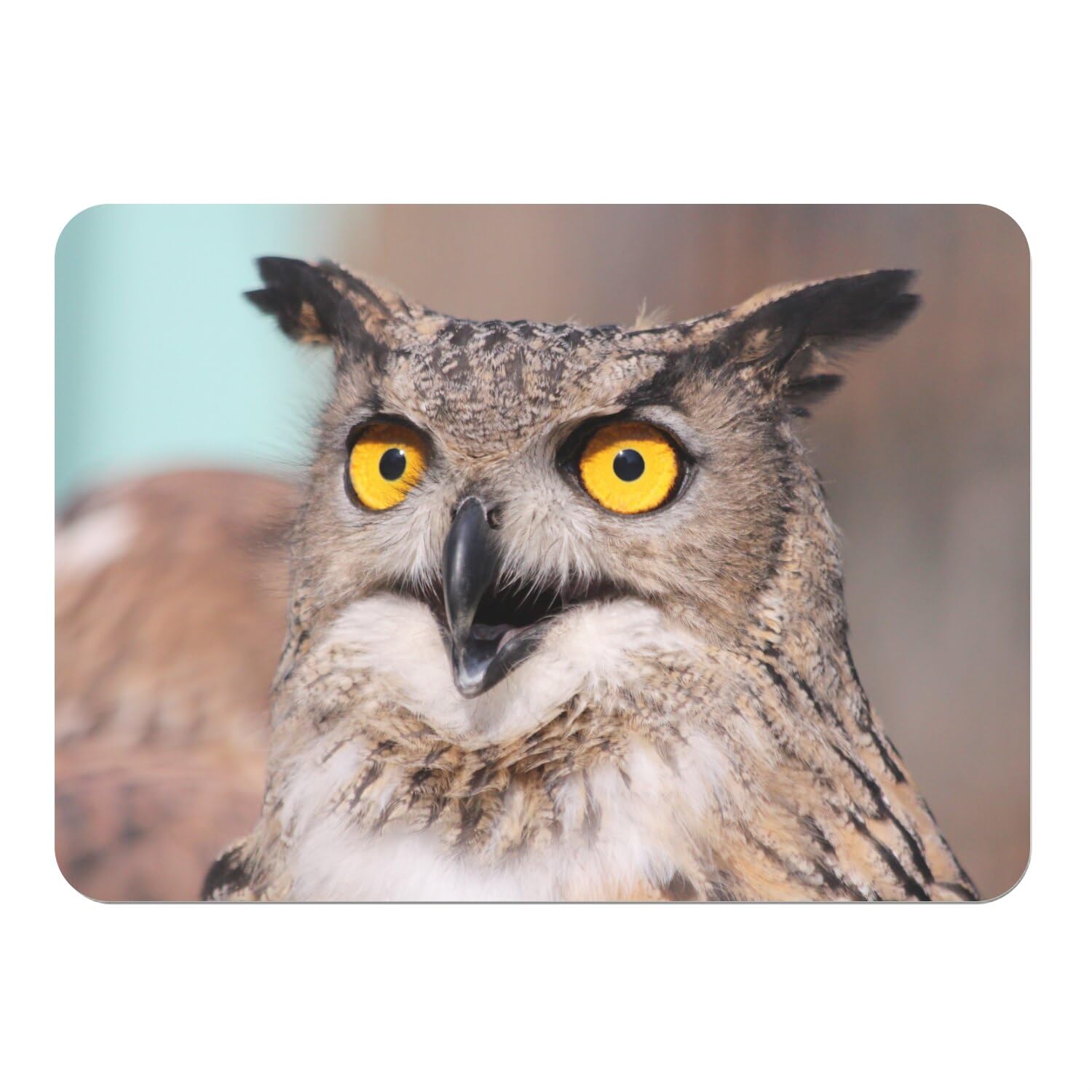 Set de table hibou grand duc en liège grand format x4