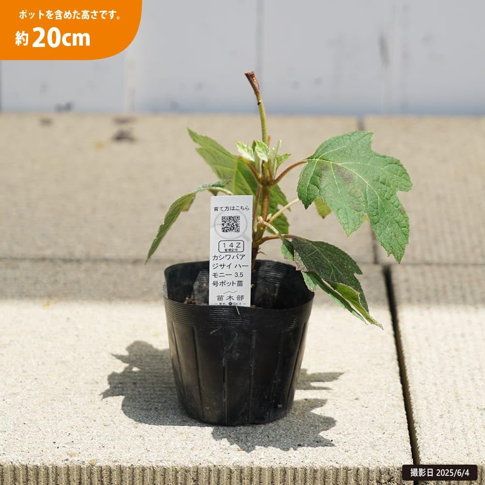 は*^様 【訳あり品】 育成用株 アジサイ 4寸2種20