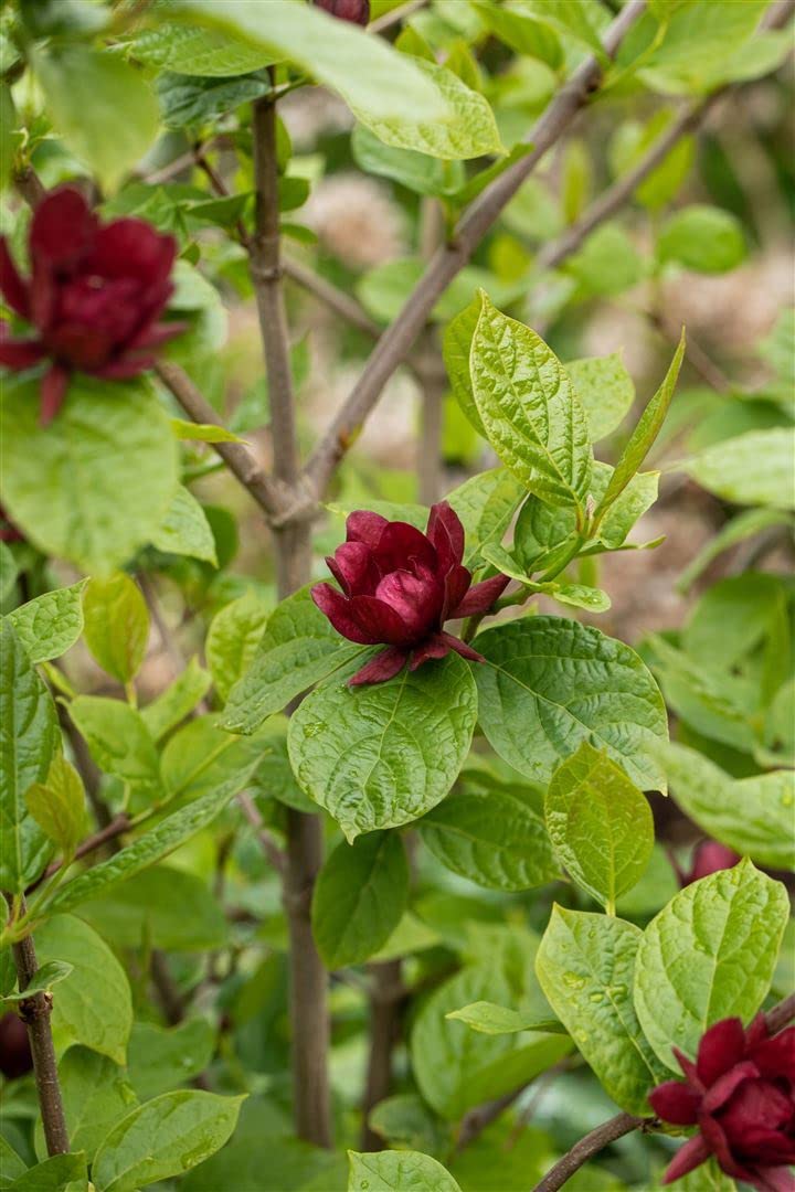 Gewürzstrauch Sinocalycanthus raulstonii Hartlage Wine 80-100 cm winterhart