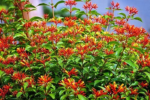 Firebush Dwarf I 1 Live Quart Size Plant I Hamelia Patens Compactal Vibrant Red-Orange Blooms,...