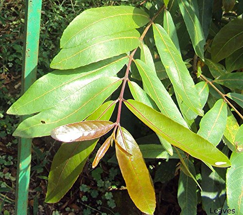 Shubham Nursery Arjuna Live Plant (B07FGVKCQF) Amazon Price History, Amazon Price Tracker