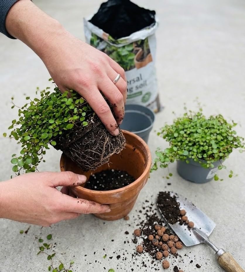 4 Piante di Muehlenbeckia in vaso cm 12 MODIPITRE