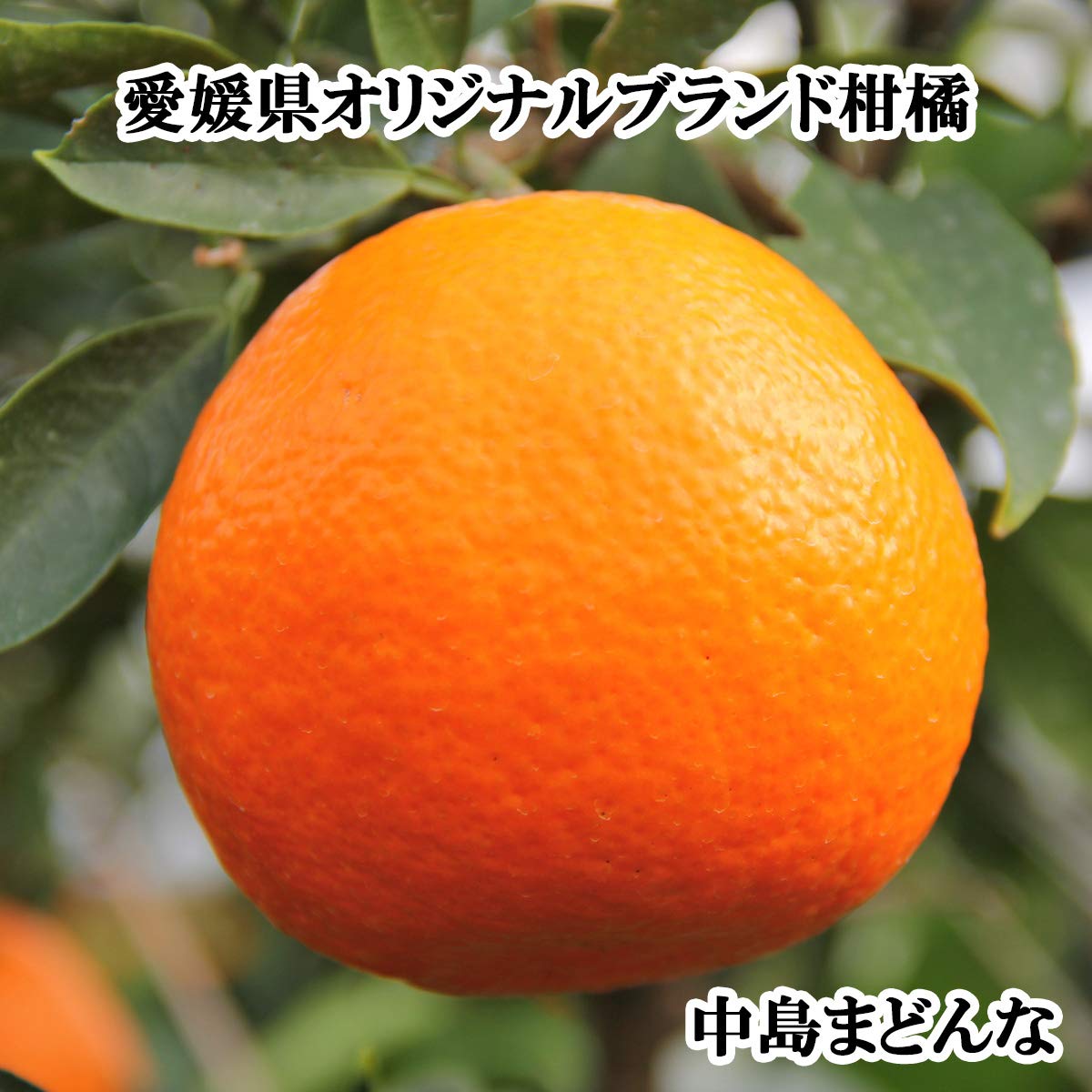 Amazon.co.jp: 希望の島 中島まどんな 家庭用 サイズ込 紅まどんなと同