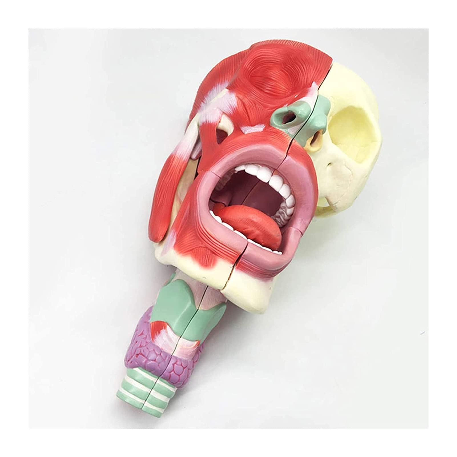 Anatomia Jama Nosowa Model Gardła Model Narządów Ludzkich Materiał Pcv Model Naczyniowo-Nerwowy Model Medyczny Pomoce Dydaktyczne