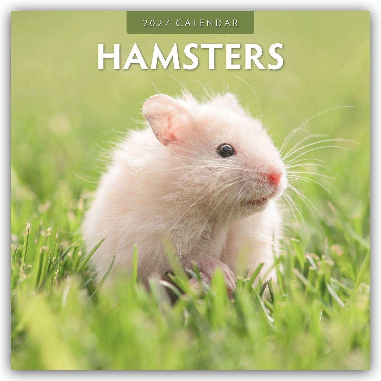 Hamsters 2027 Square Wall Calendar: Original Red Robin Publishing Ltd-Kalender [Mehrsprachig] [Kalender]