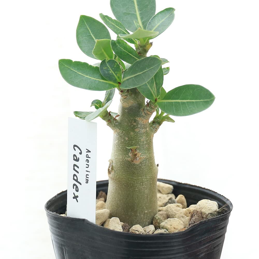 Amazon.co.jp: （観葉植物）アデニウム ソコトラナム 3～3．5号（1