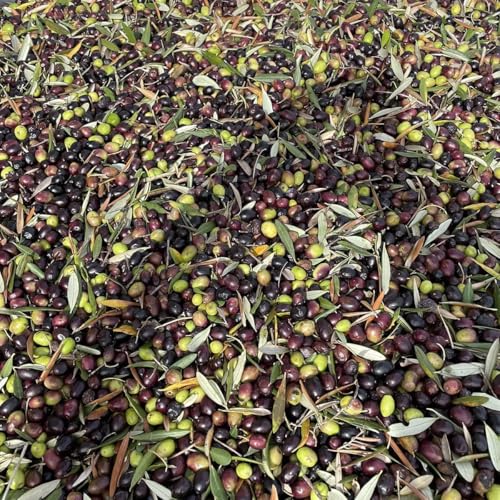 Aceite de Oliva Extra Virgen Oleum Comitis 500 ml miniatura 5