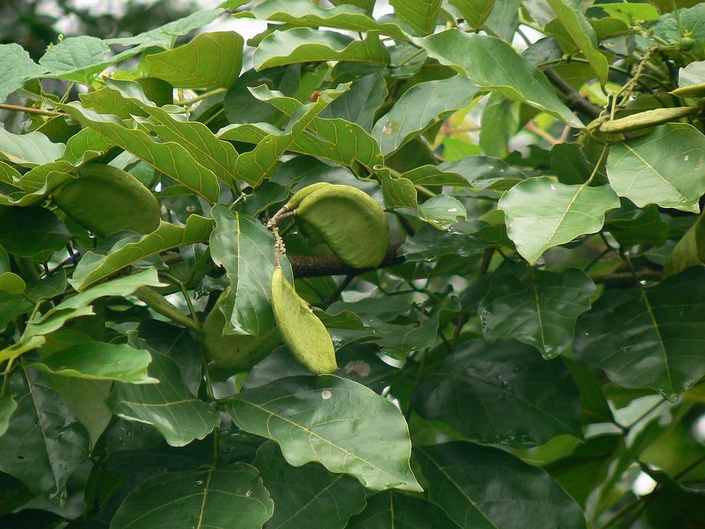 See full amazon price history chart for Nursery Live Plants Pongamia Pinnata, Karanj-1 Plant Nursery Live Plants Pongamia Pinnata, Karanj-1 Plant (B0CP2LFBR8) Amazon Price History, Amazon Price Tracker
