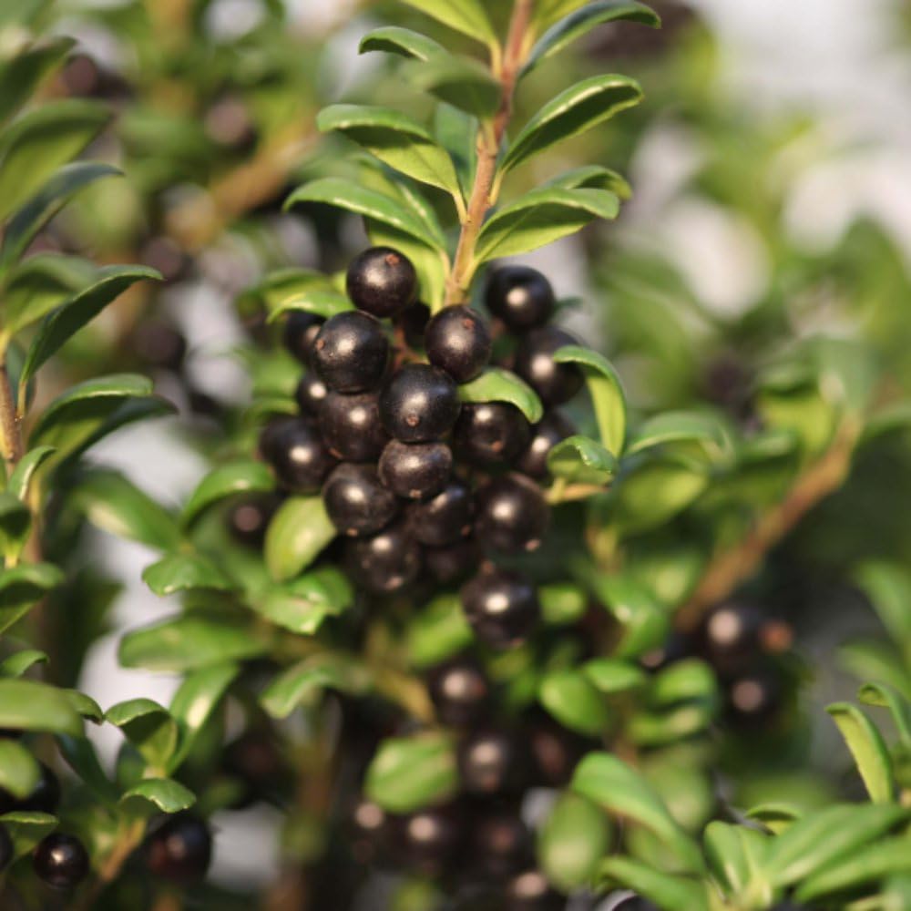 Holly Crenata 'Convexa' Glossy Evergreen Fast-Growing Japanese Holly Ideal for Hedges 1X or 2X 9cm Pots by Thompson and Morgan