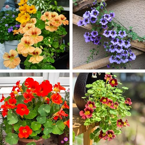 Rare Nasturtium Seeds for Planting 300+ Tropaeolum Seeds Non-GMO Heirloom Nasturtium Flower Seed for Home Garden Outdoor