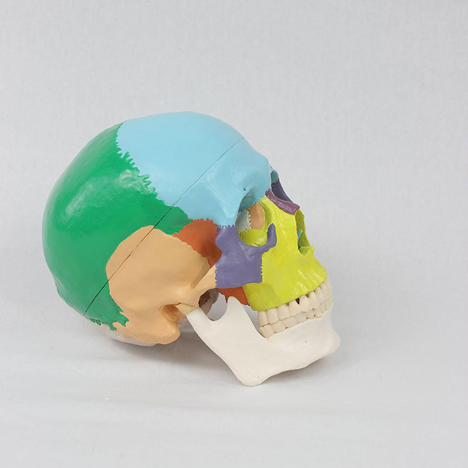 Modello anatomico del Cranio dell'adulto Umano di insegnamento Medico per la Pratica dello Studente del Dentista Che Studia Gli Strumenti di odontoiatria