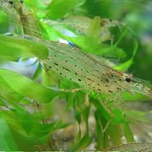 【生体】ヤマトヌマエビ 30匹 エビ 飼育用・餌用にも emuwai