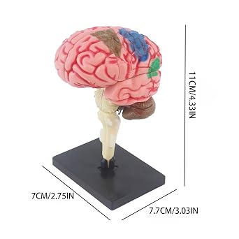Human Brain Model, Anatomical Brain Display, Color-Coded Segments, Educational Display Base, Artery Highlights, Neuroscience Study Tool, Classroom Teaching Aid, PVC Material