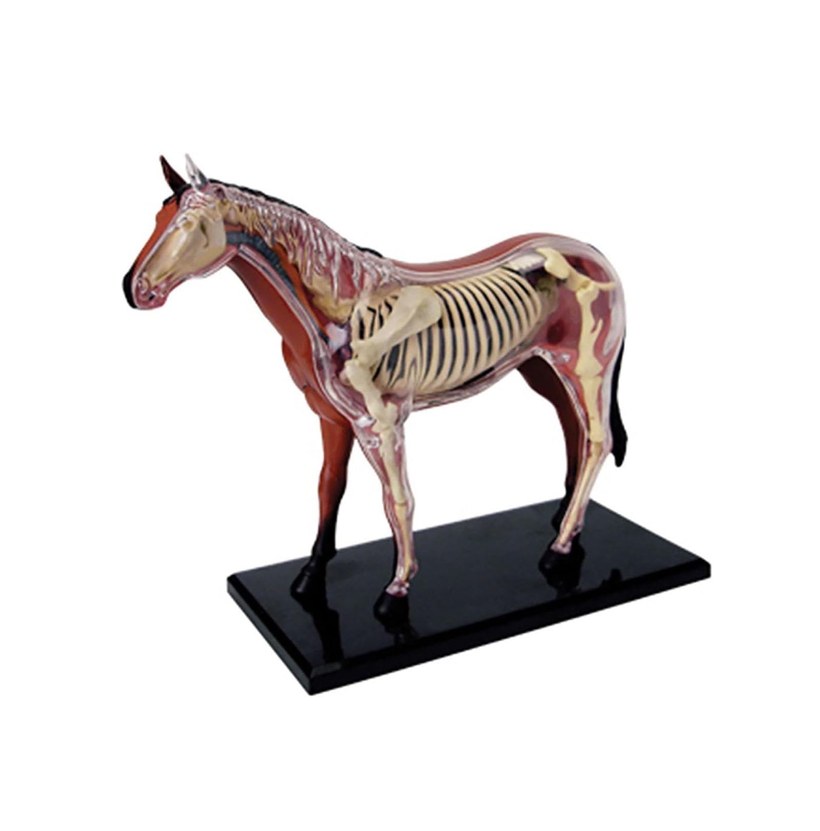 4D Caballo Anatomía Modelo - Animal Esqueleto Espécimen, Biología Desmontable, 26 Piezas para la Clínica de Mascotas Veterinaria FormaciónEscuela de Enseñanza Demostración