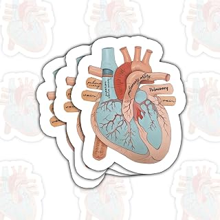 3 Pcs Anatomical Heart Sticker – Realistic Medical Illustration of Human Heart Vinyl Decal Waterproof for Laptop, Water Bottle, Notebook – Gift for Nurses, Doctors, Biology – 3 Inch