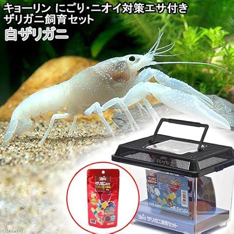 Amazon ザリガニ キョーリン にごり ニオイ対策エサ付きザリガニ飼育セット 白ザリガニ 本州四国限定 お一人様４点限り Charm チャーム 観賞魚 水中生物 通販