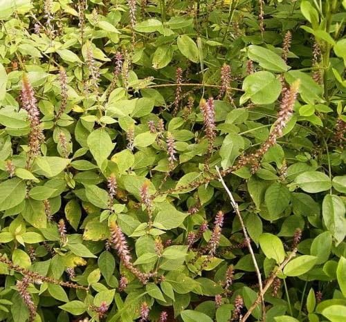 VISHU PLANT Apamarg/Apamarg/Prickly Chaff Flower/Latjeera Medicinal Plant With Pot (B0BM4DT64Y) Amazon Price History, Amazon Price Tracker
