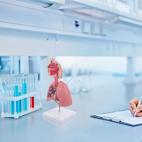Miniatura 5 de Modelo 4D, modelo de pulmón respiratorio enseñanza con cabeza y pulmones, herramientas prácticas de estudio de modelos 3D para estudiantes de