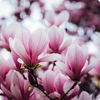 Vista 2 de 10+ Perennial Mix Magnolia Flower Seeds for Planting Outdoors -Magnolia Trees Plants Seed Ornamental Fragrant Tree Garden,Non-GMO Heirloom for Home