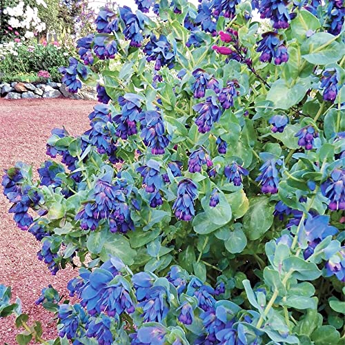 Qauzuy Garden 50 Blue Shrimp Plant (Cerinthe Major) Honeywort Seeds For Planting | Attract Pollinators & Fast-Growing Striking Flower For Home Garden Outdoor #TOP5
