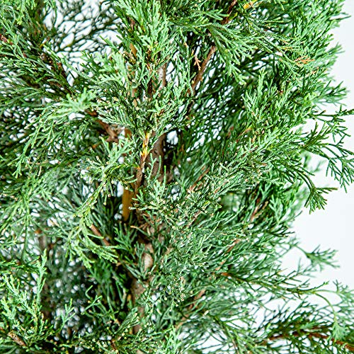 PERFECT PLANTS Italian Cypress Live Plant, 1-2\', Includes Care Guide