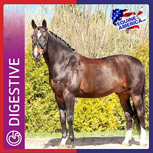 Equine America Pro Gut Balancer | Premium bereit für die Nutzung von Horse & Pony Supplement | Unterstützung für Verdauungsfunktion & Leistung | 900g.