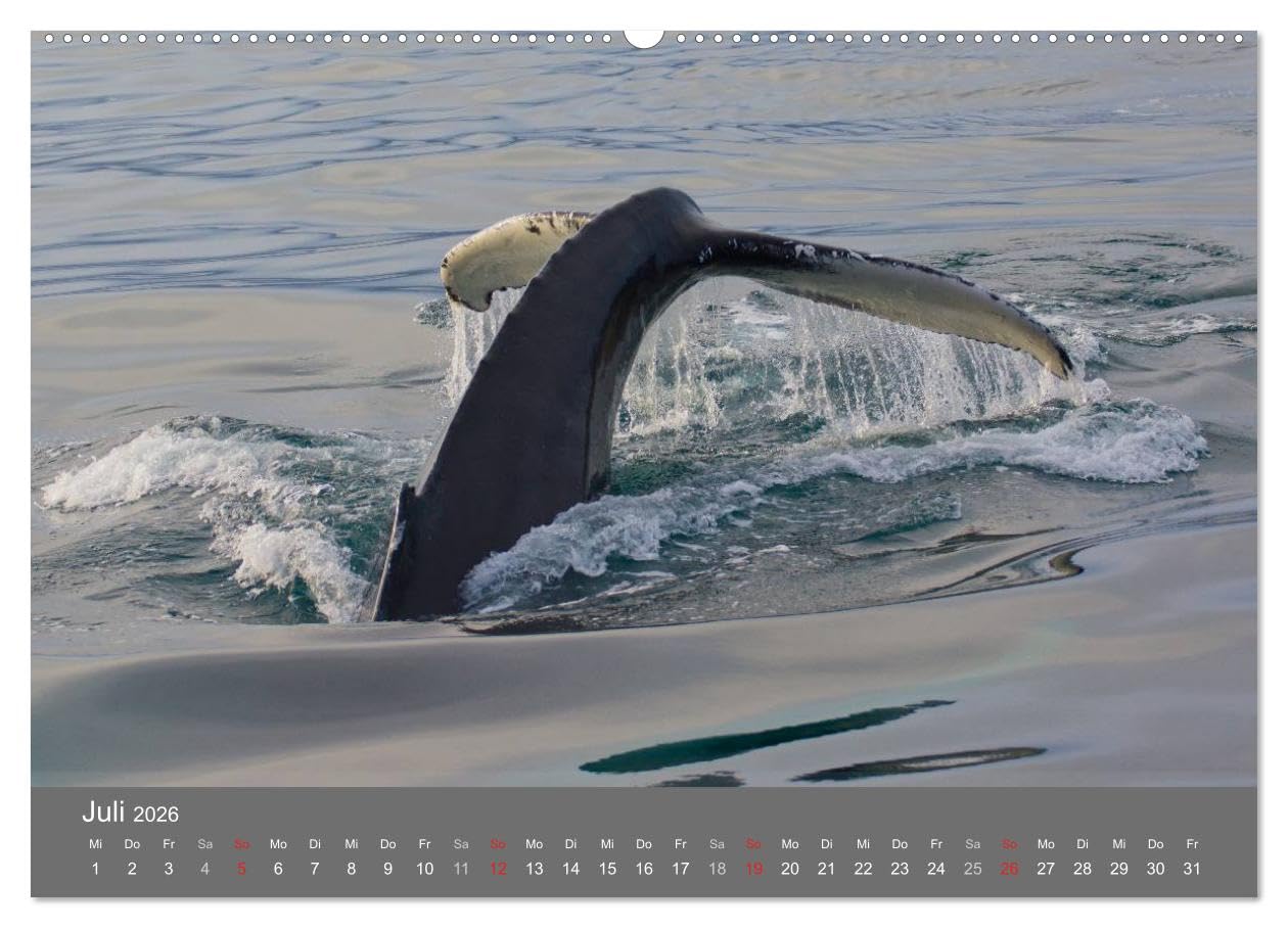 Island 2026 (hochwertiger Premium Wandkalender 2026 DIN A2 quer), Kunstdruck in Hochglanz: Island - Polarlichter, Gletscher und Vulkane (CALVENDO Orte)