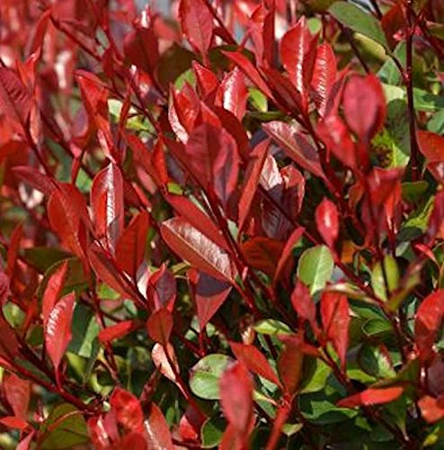 Glanzmispel Dicker Toni 80-100cm - Photinia fraseri - lebende Gartenpflanze  aus den Baumschulen : Amazon.de: Garten