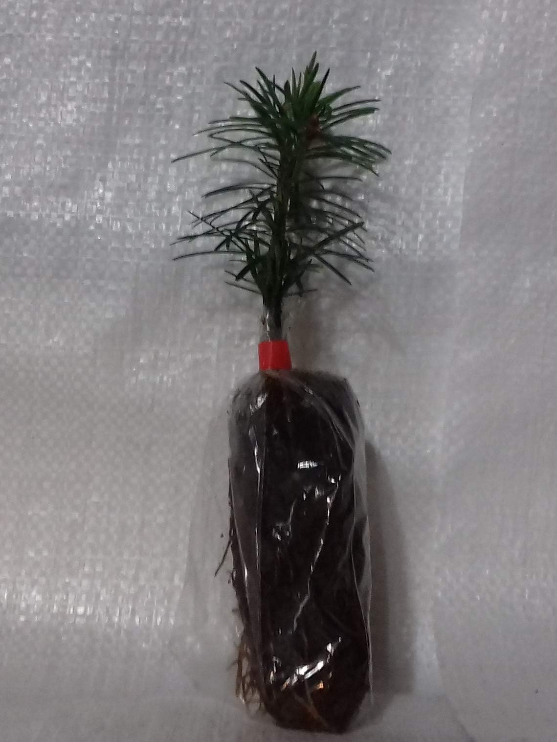 Nordmann Fir, Nordman Fir, Christmas Tree Plug Plants
