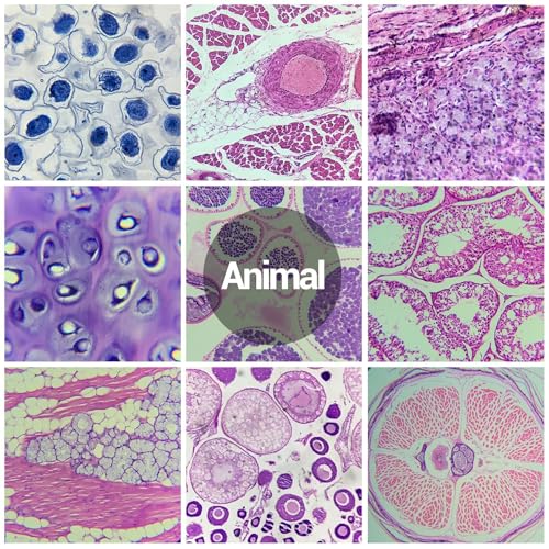 Spécimens de microscope préparés en kit éducatif, le cadeau de science idéal - 3