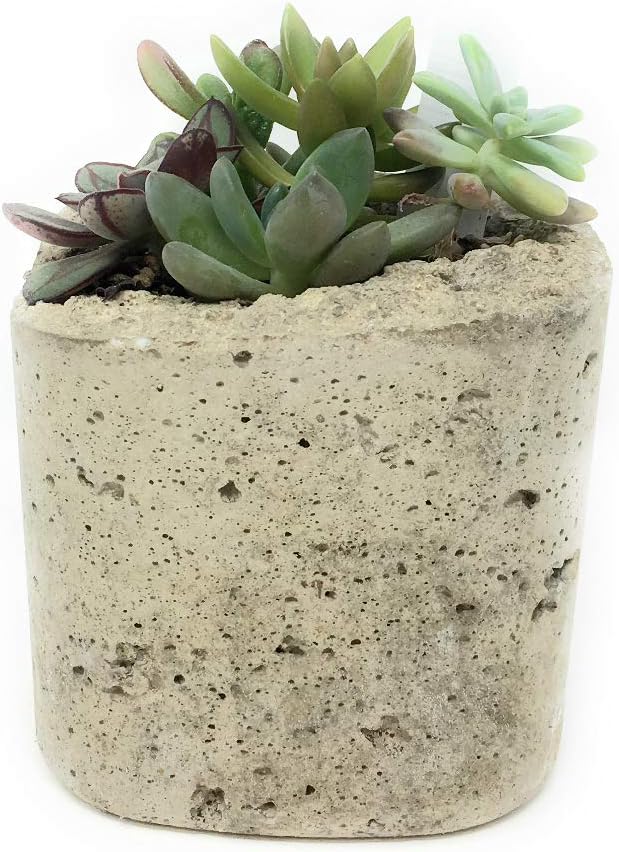 Coweta Succulent Dish Garden, 1 EA Patio, Lawn & Garden