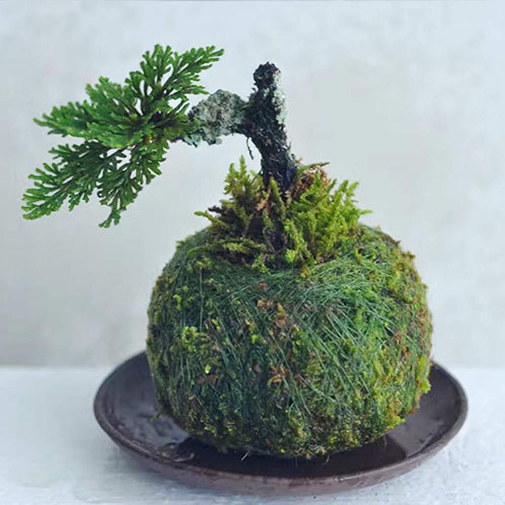 Mooskugel-Blumentopf Natürlich, 18 Cm - Übertopf Für Bonsai, Luftpflanzen Oder Deko, Selbstabsorbierend Und Atmungsaktiv