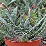 Succulents Box Gasteria Bicolor Live Succulent Plant for Indoor & Outdoor, Green, Low Maintenance, Pet Friendly, Air Purifying, Year Round, Partial Shade (4" Plastic Pot, Plastic)