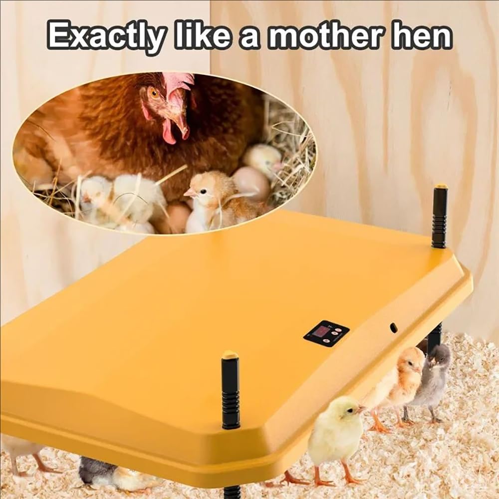 Chick