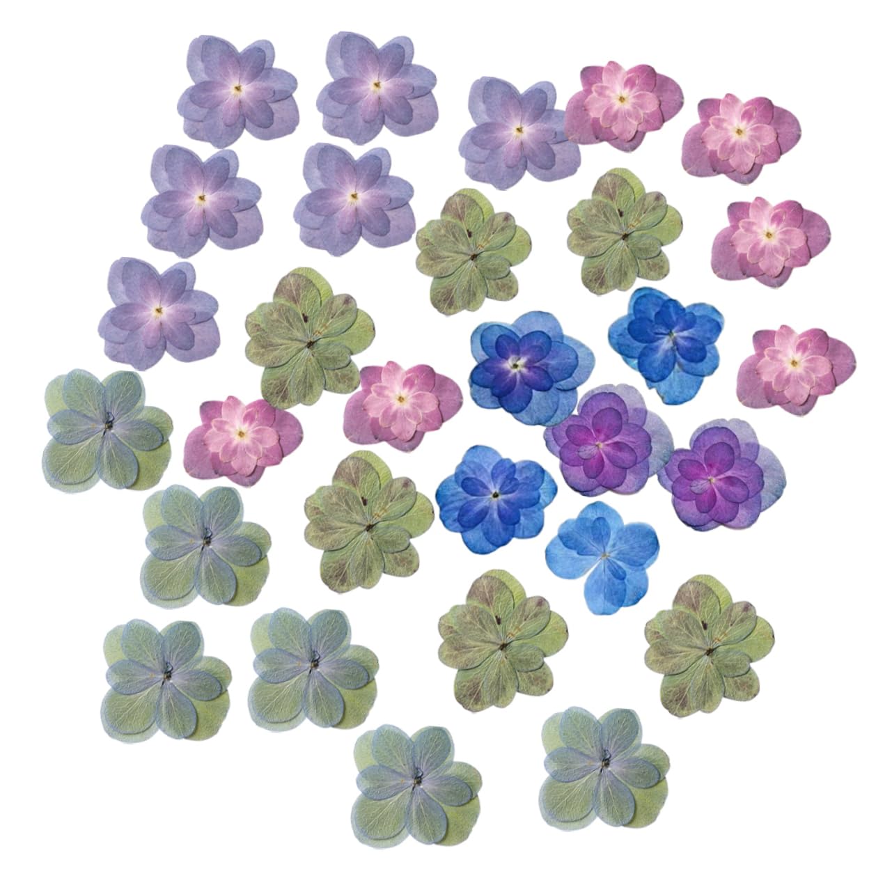 STOBAZA 150pièces Séchées Pressées pour Dried Flowers pour Décoration De Mariage Scrapbooking Et Création De Bijoux