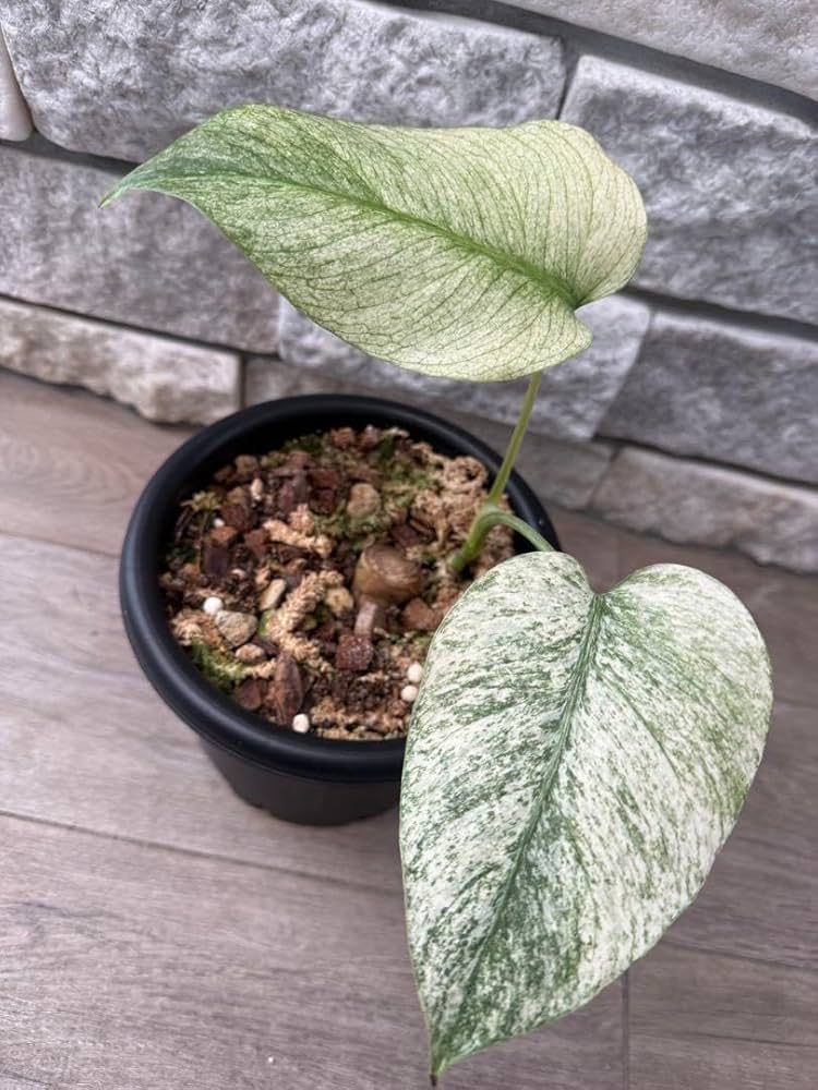 ☆*☆様 超絶希少❗️サイズ大❗️美株❗️モンステラ　フルミント✨ 超絶希少❗️サイズ大❗️美株❗️モンステラ フルミント✨