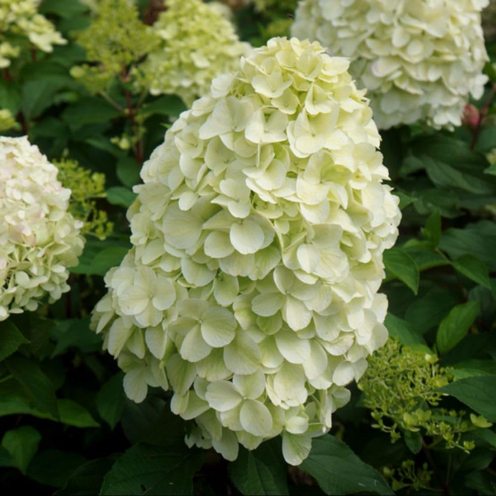 Hydrangea paniculata Hercules Hardy Shrub 1 x 3 Litre Giant Blooms T&M