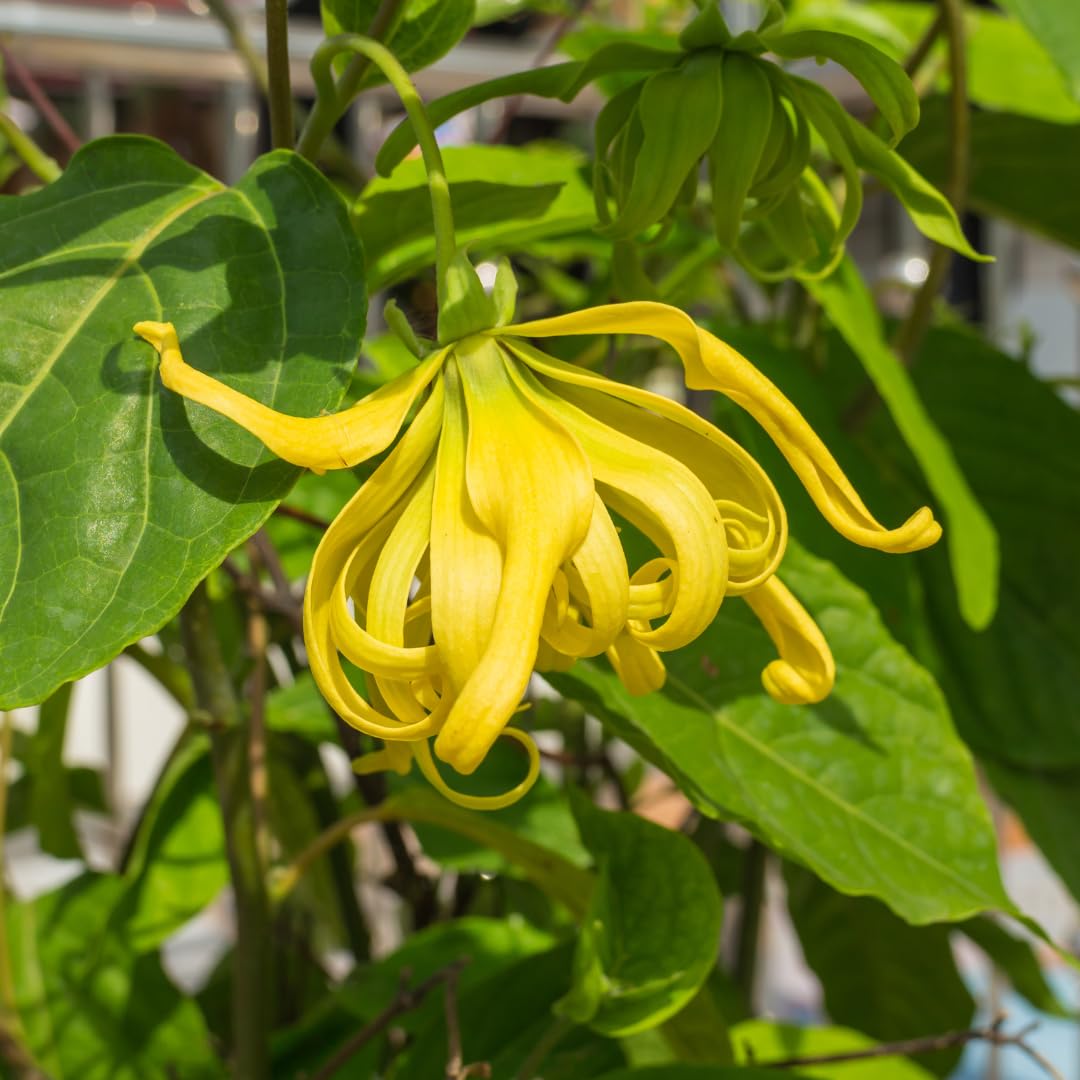 Floral Treasure Langi Langi Fragrant Flowering Plant (Ylang - Ylang, Hybrid) Cananga odorata Exotic 1 Live Flowering Plant (B0D8TXWTH4) Amazon Price History, Amazon Price Tracker