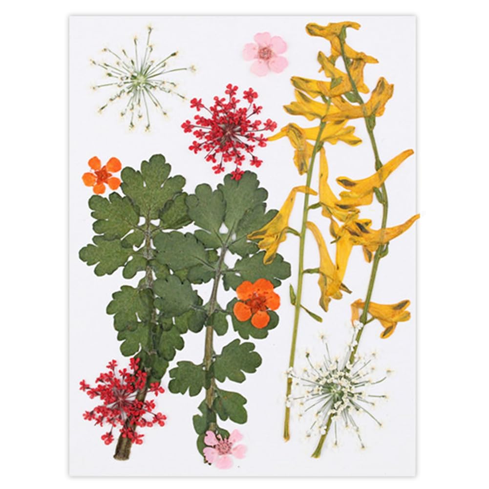 12Pcs Pressed Flowers, Colorful DIY Pressed Flower Kit, Dried Flowers Natural Pressed Flowers Bulk for Resin Molds, Nail Art, Scrapbooking, Candle Holder, Jewelry Making Style 6