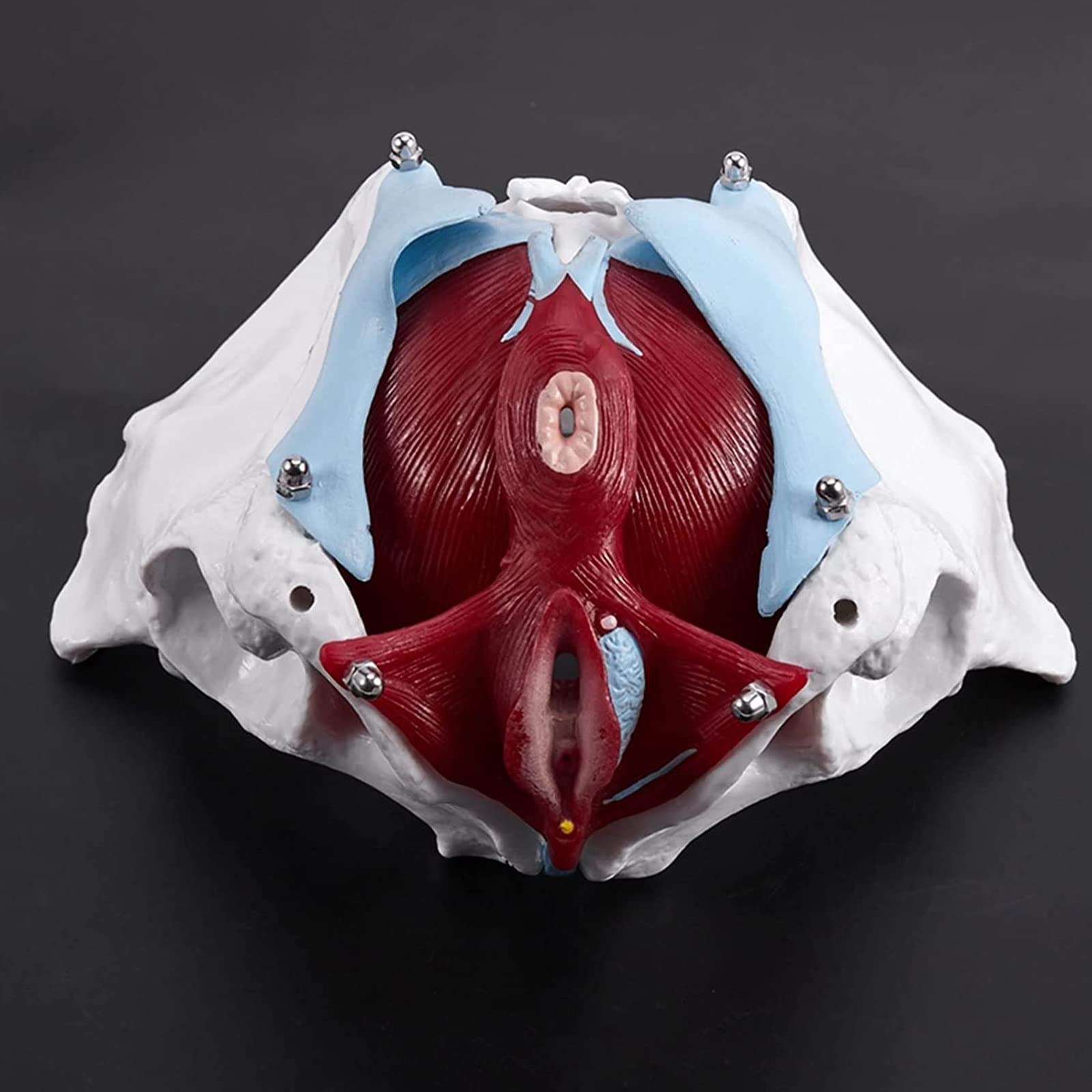 Anatomiczny Model Miednicy Żeńskiej Z Wymiennymi Narządami, Model Szkieletu Miednicy Żeńskiej Naturalnej Wielkości Do Szkolnego Wyświetlacza Medycznego