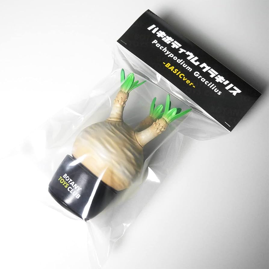 Amazon.co.jp: ボタニートイズクラブ Pachypodium Gracilius